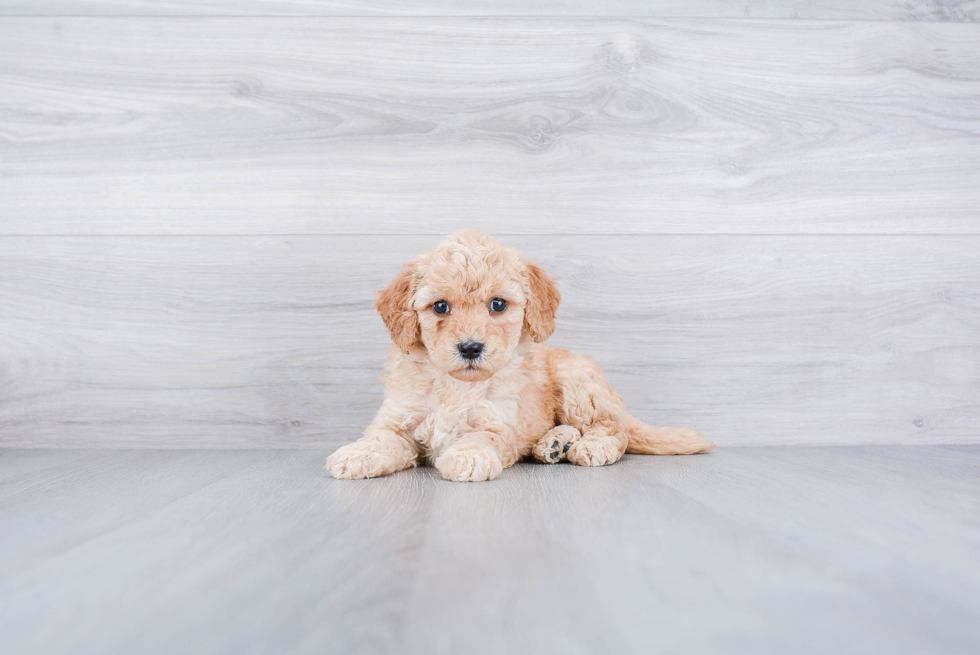 Mini Goldendoodle Pup Being Cute