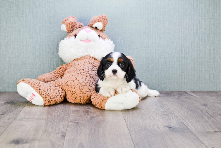 Cavalier King Charles Spaniel Pup Being Cute