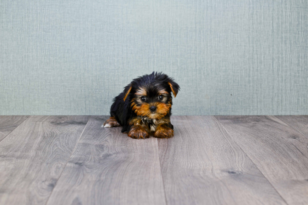 Meet Trigger - our Yorkshire Terrier Puppy Photo 