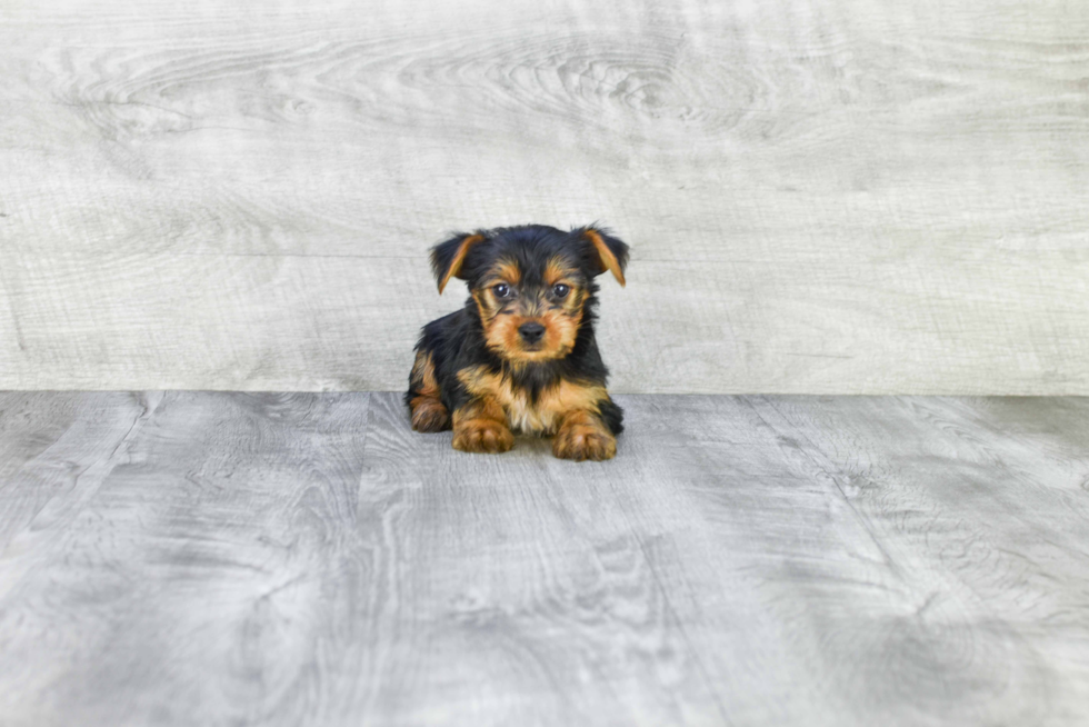 Meet Steph - our Yorkshire Terrier Puppy Photo 