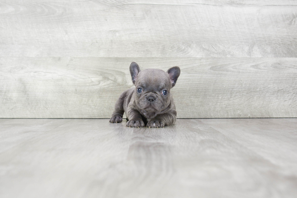 Happy Frenchie Purebred Puppy