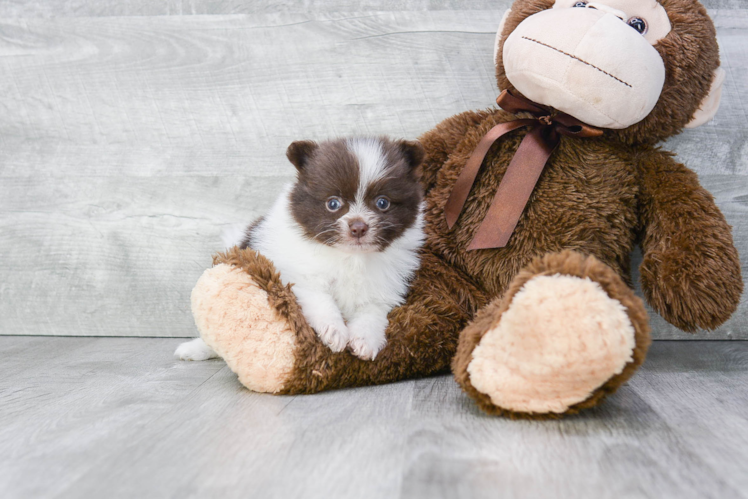 Pomeranian Pup Being Cute