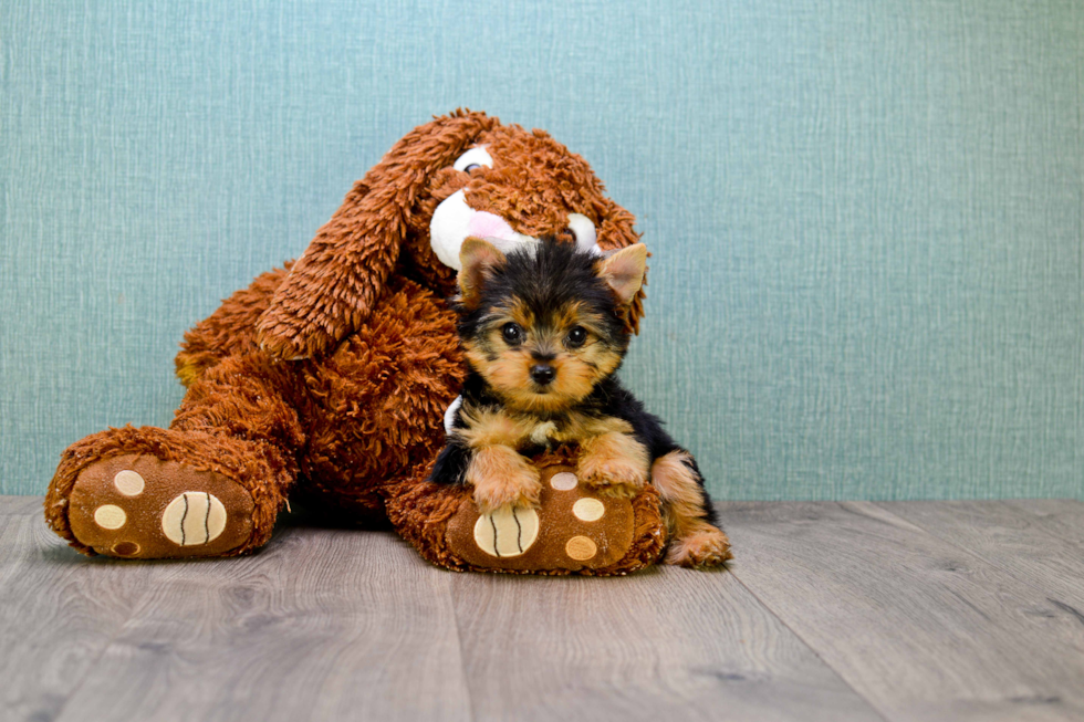 Meet Goldie - our Yorkshire Terrier Puppy Photo 