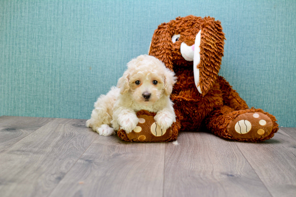 Maltipoo Puppy for Adoption