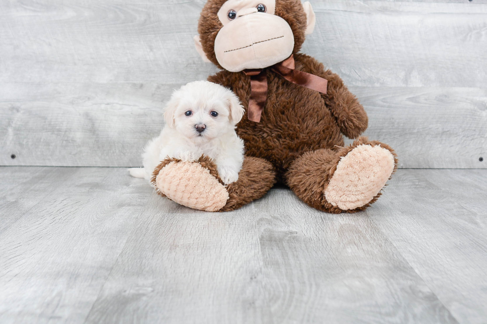 Maltipoo Pup Being Cute