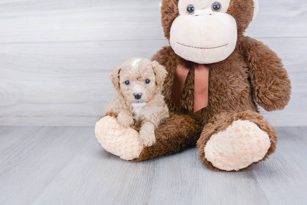 Smart Cavapoo Poodle Mix Pup