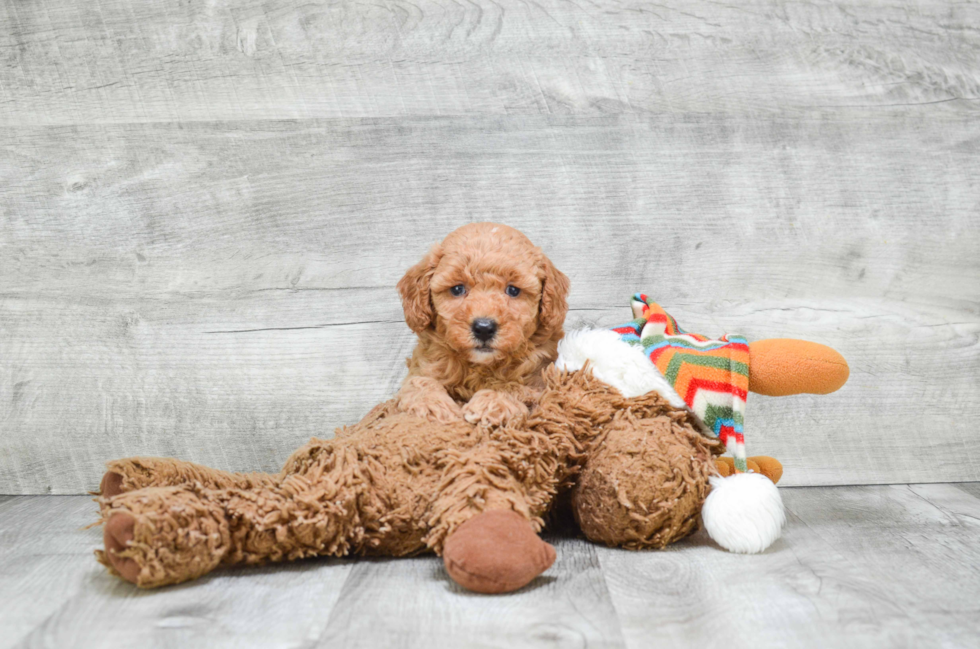 Best Cavapoo Baby