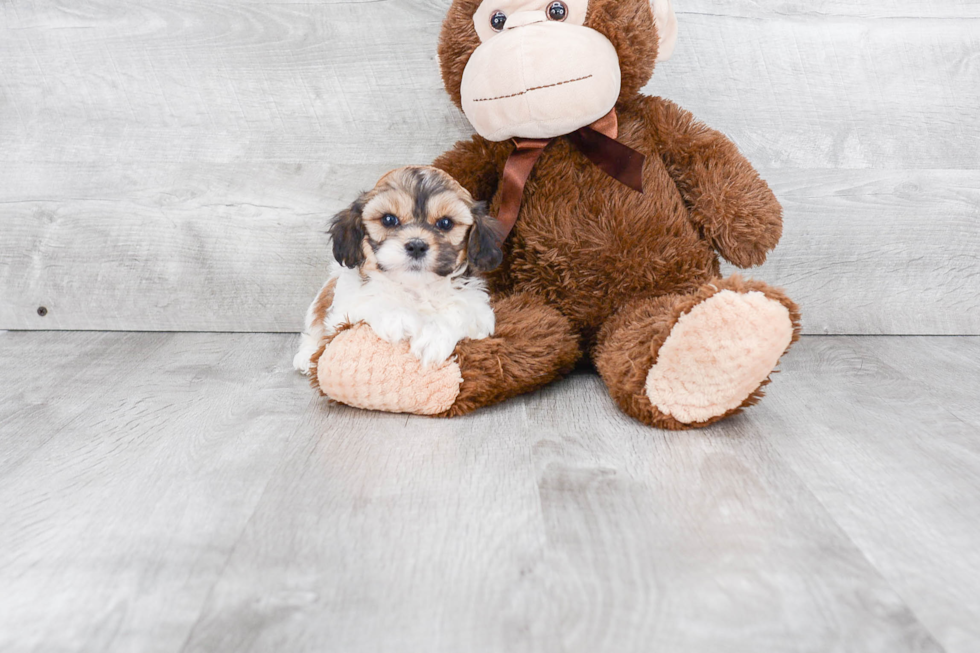 Hypoallergenic Havanese Purebred Pup