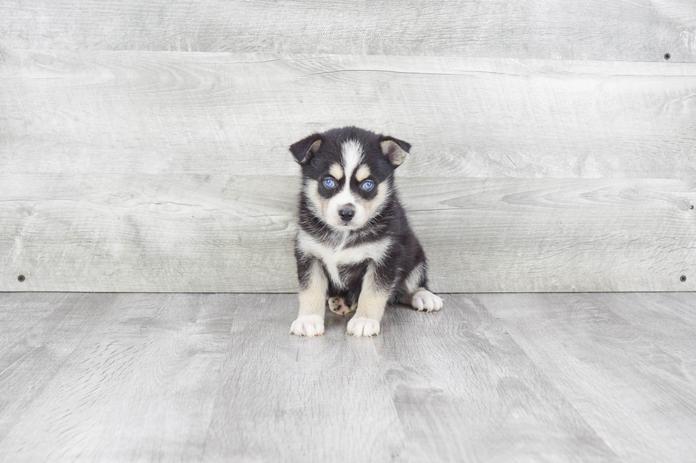 Popular Pomsky Designer Pup