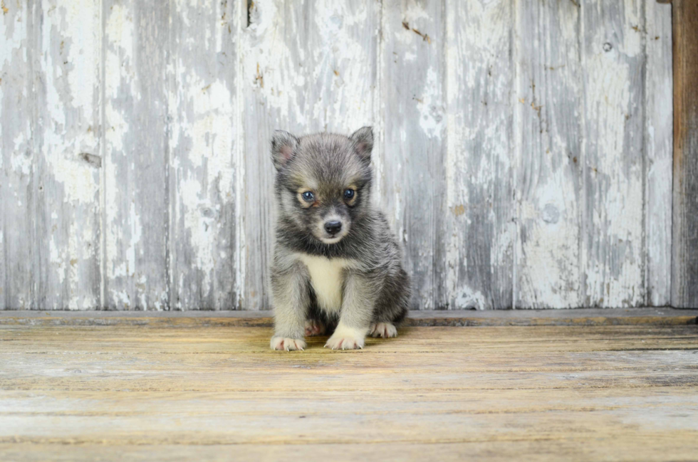 Pomsky Puppy for Adoption