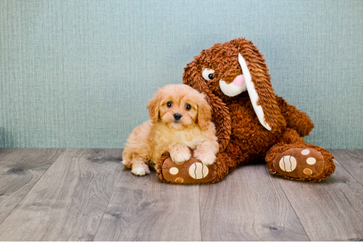 Funny Cavachon Designer Pup