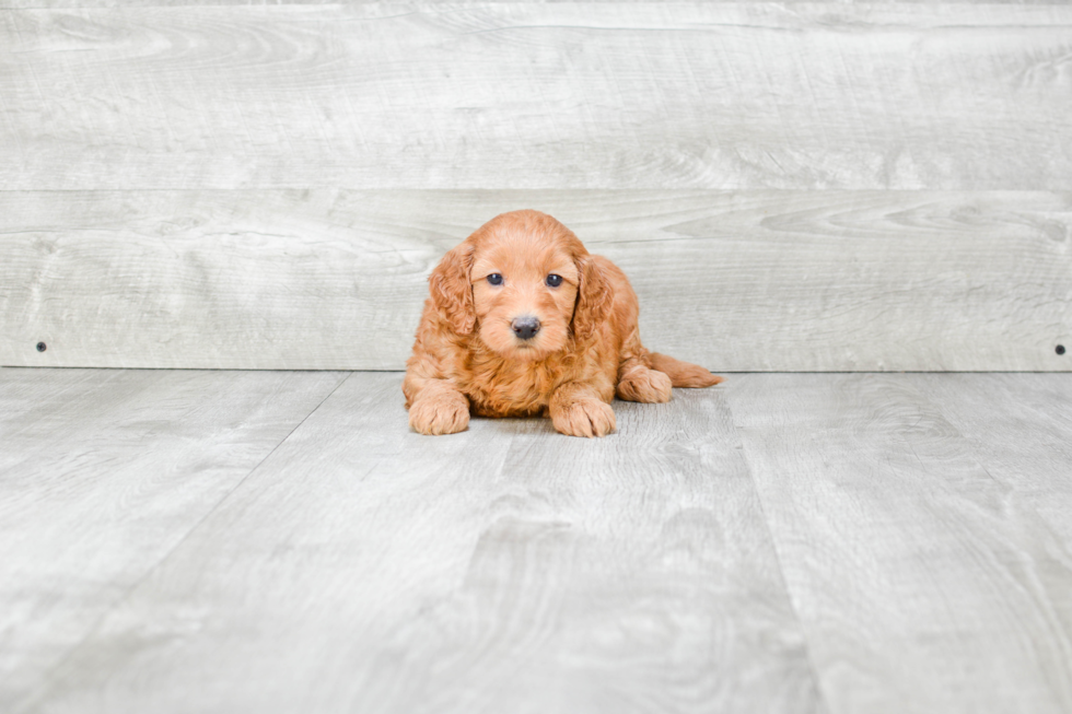 Mini Goldendoodle Pup Being Cute