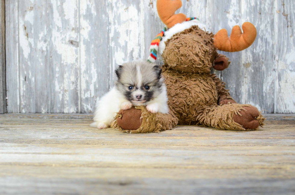 Akc Registered Pomeranian Baby