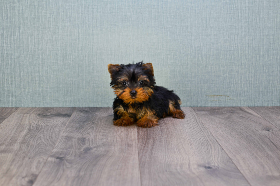 Meet Joey - our Yorkshire Terrier Puppy Photo 