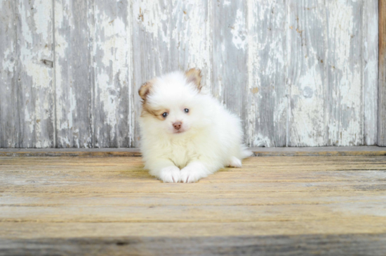 Friendly Pomeranian Purebred Pup