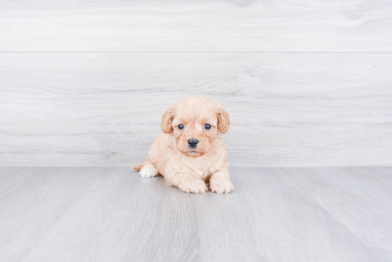 Little Cavoodle Poodle Mix Puppy