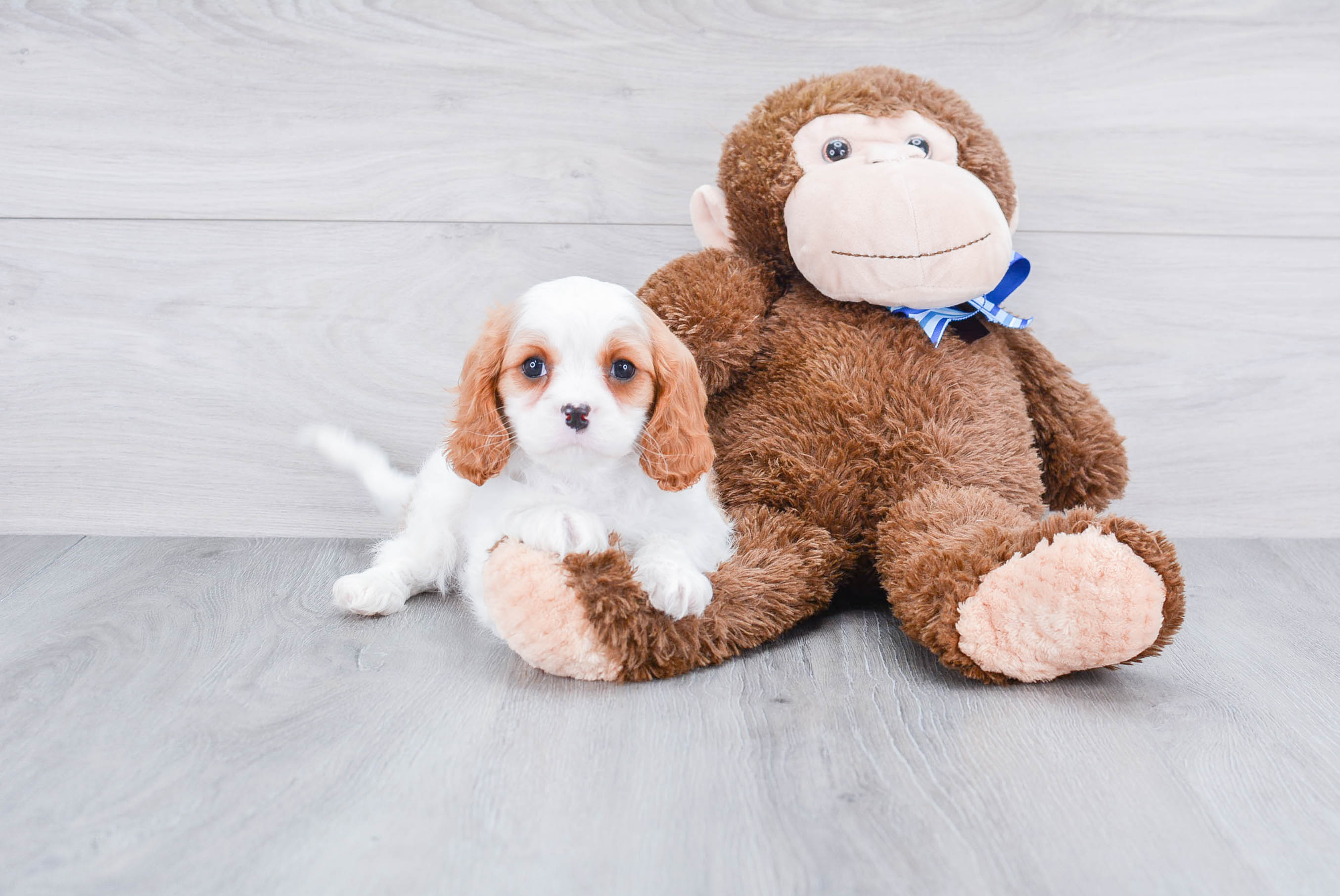 Akc Registered Cavalier King Charles Spaniel Baby