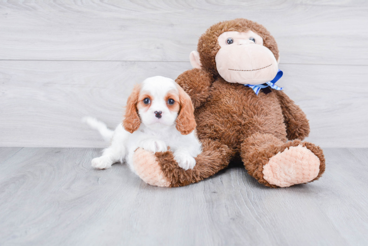 Akc Registered Cavalier King Charles Spaniel Baby