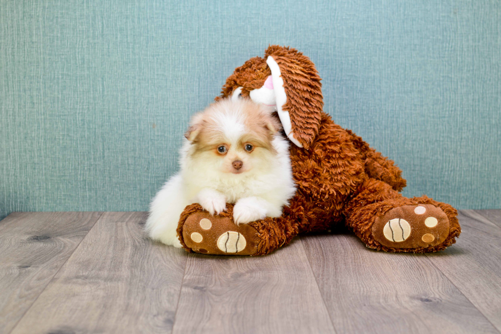 Energetic Pomeranian Purebred Puppy