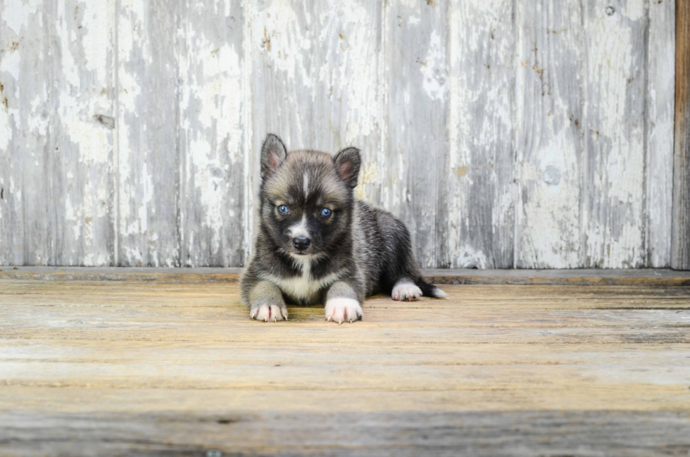 Small Pomsky Baby