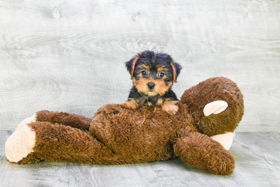 Meet Lacie - our Yorkshire Terrier Puppy Photo 