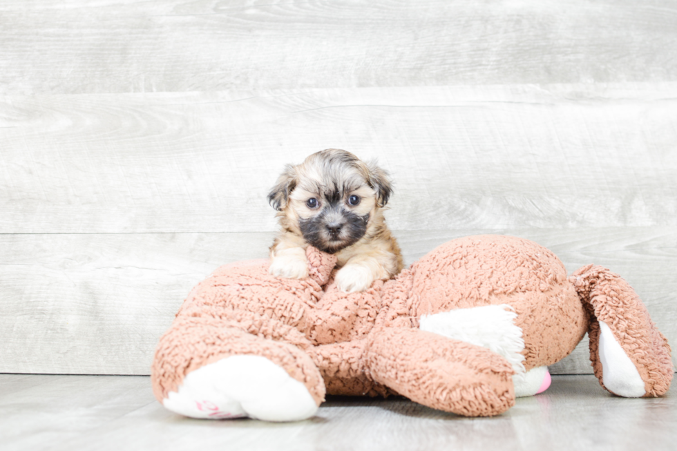 Teddy Bear Pup Being Cute