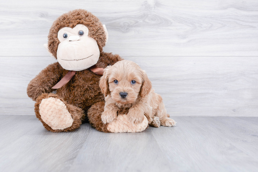 Funny Cockapoo Poodle Mix Pup