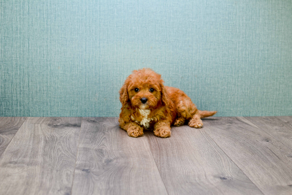 Popular Cavapoo Poodle Mix Pup