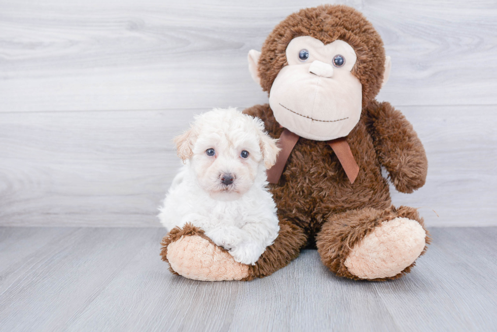 Adorable Maltepoo Poodle Mix Puppy