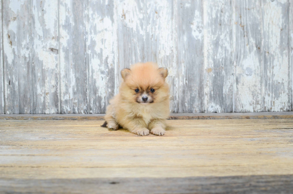 Best Pomeranian Baby