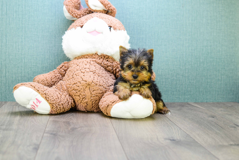 Meet Micro-Teacup-Victoria - our Yorkshire Terrier Puppy Photo 