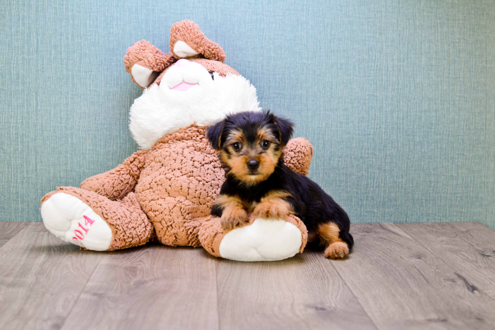 Meet Roscoe - our Yorkshire Terrier Puppy Photo 