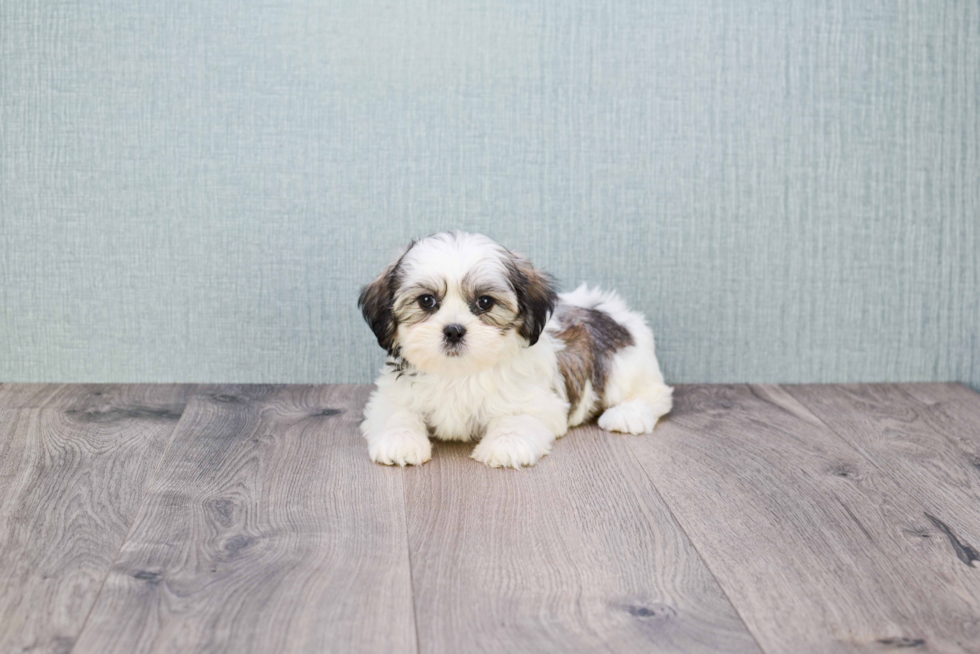 Teddy Bear Pup Being Cute