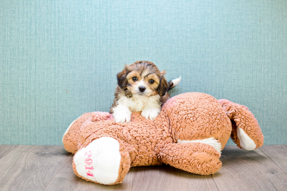 Best Cavachon Baby