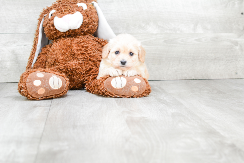 Energetic Cavalier Designer Puppy