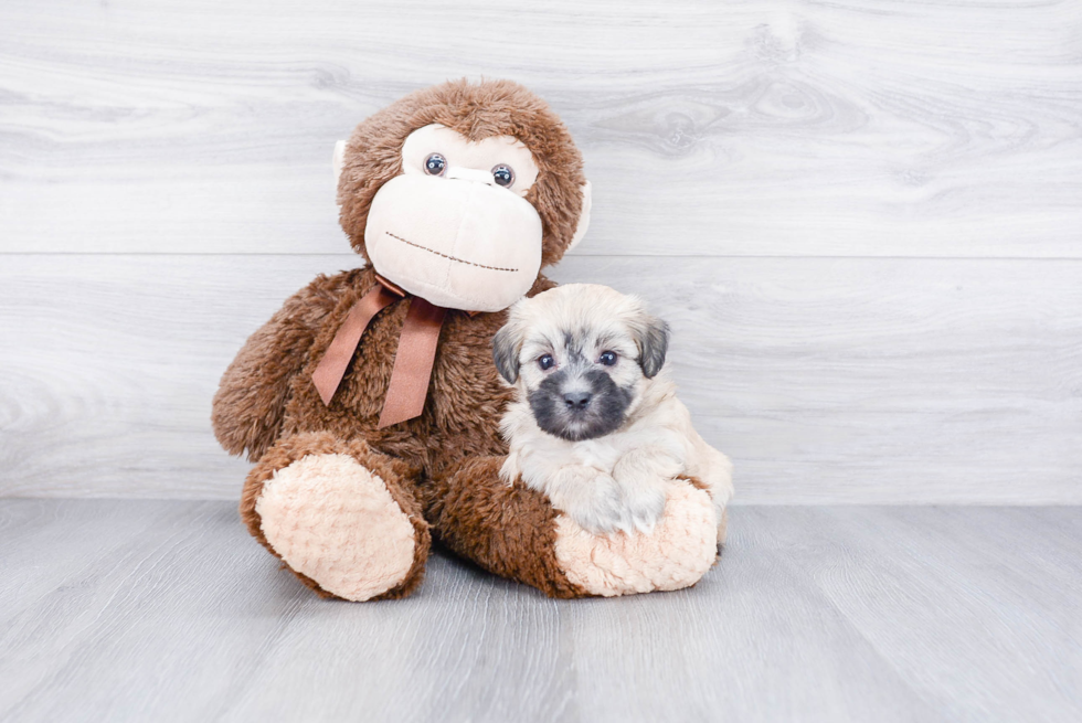 Havanese Pup Being Cute