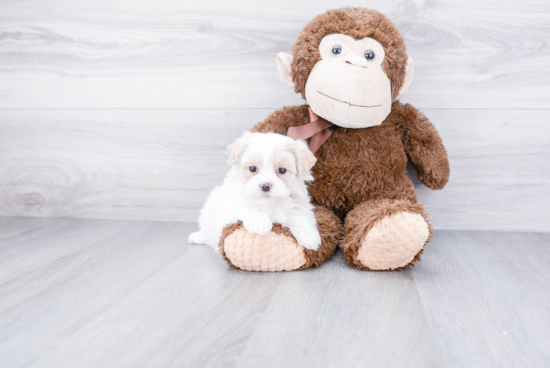 Best Maltipoo Baby