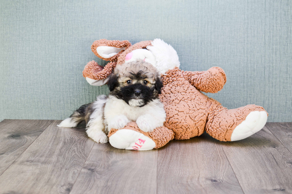 Sweet Havanese Purebred Puppy