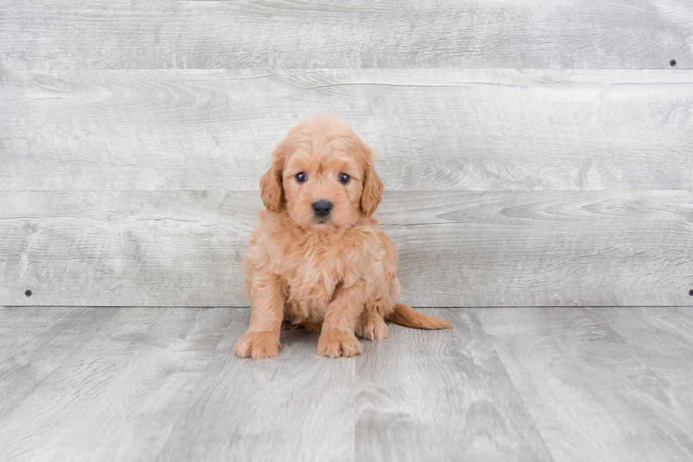 Cute Mini Goldendoodle Baby