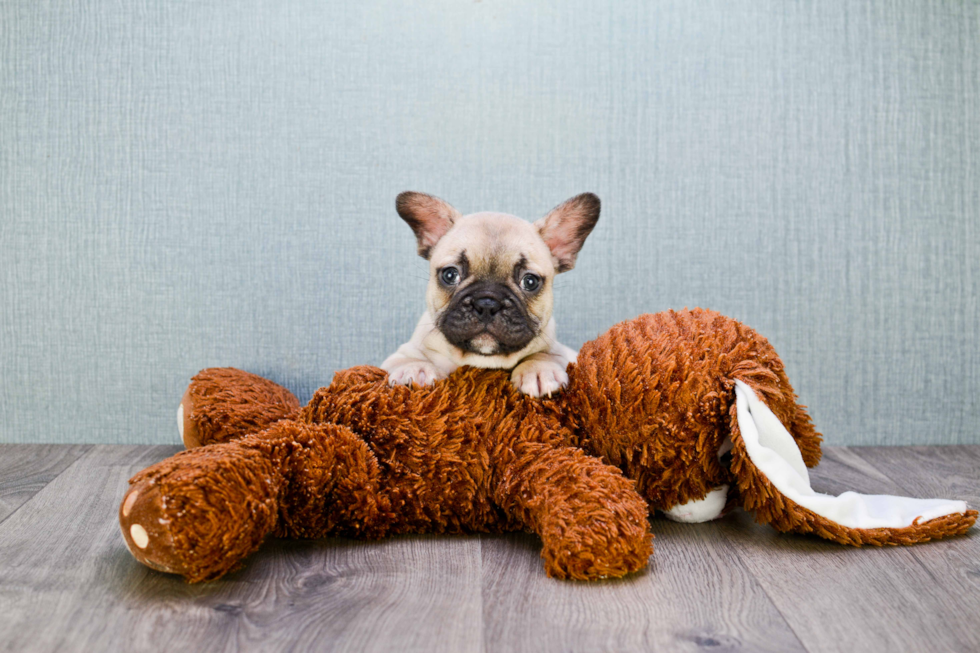 Popular French Bulldog Baby