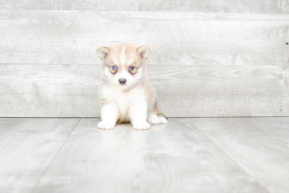 Friendly Pomsky Baby