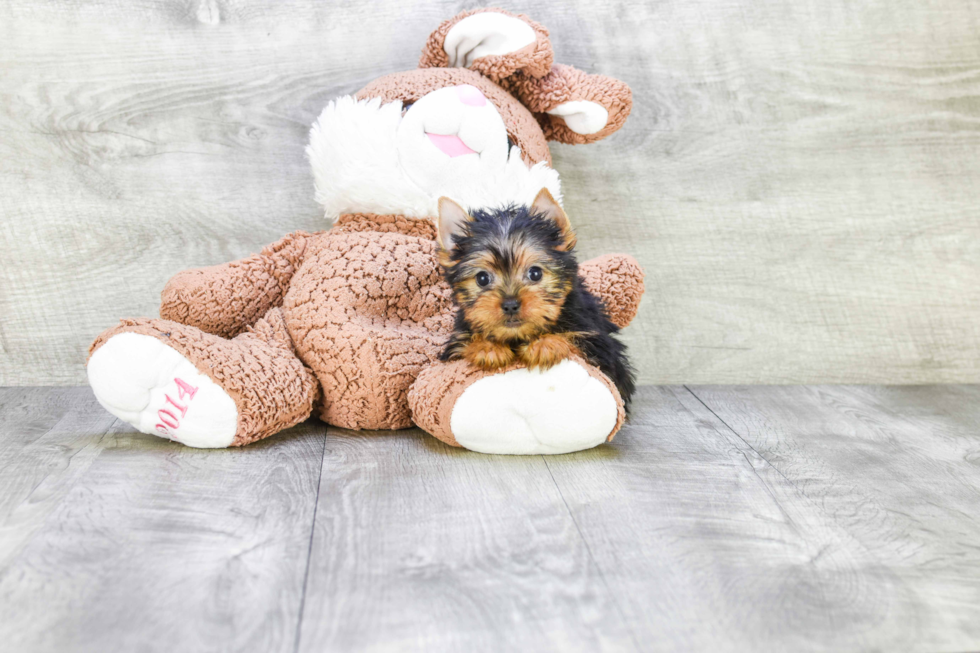 Meet Tinkerbell - our Yorkshire Terrier Puppy Photo 