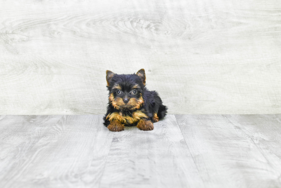 Meet Steph - our Yorkshire Terrier Puppy Photo 