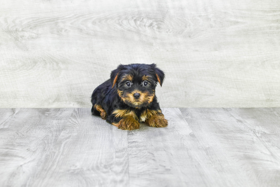 Meet Rebecca - our Yorkshire Terrier Puppy Photo 
