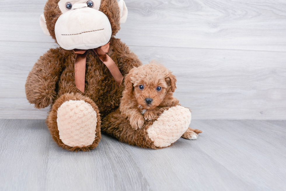 Small Cavapoo Baby