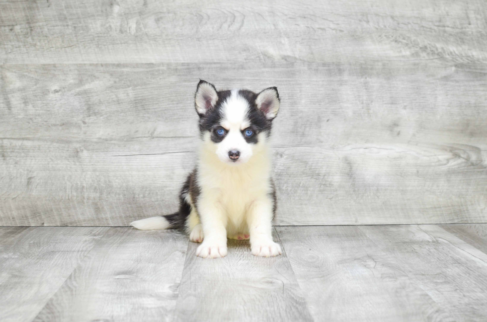 Little Mini Husky Designer Puppy