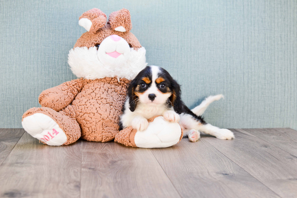 Smart Cavalier King Charles Spaniel Purebred Puppy