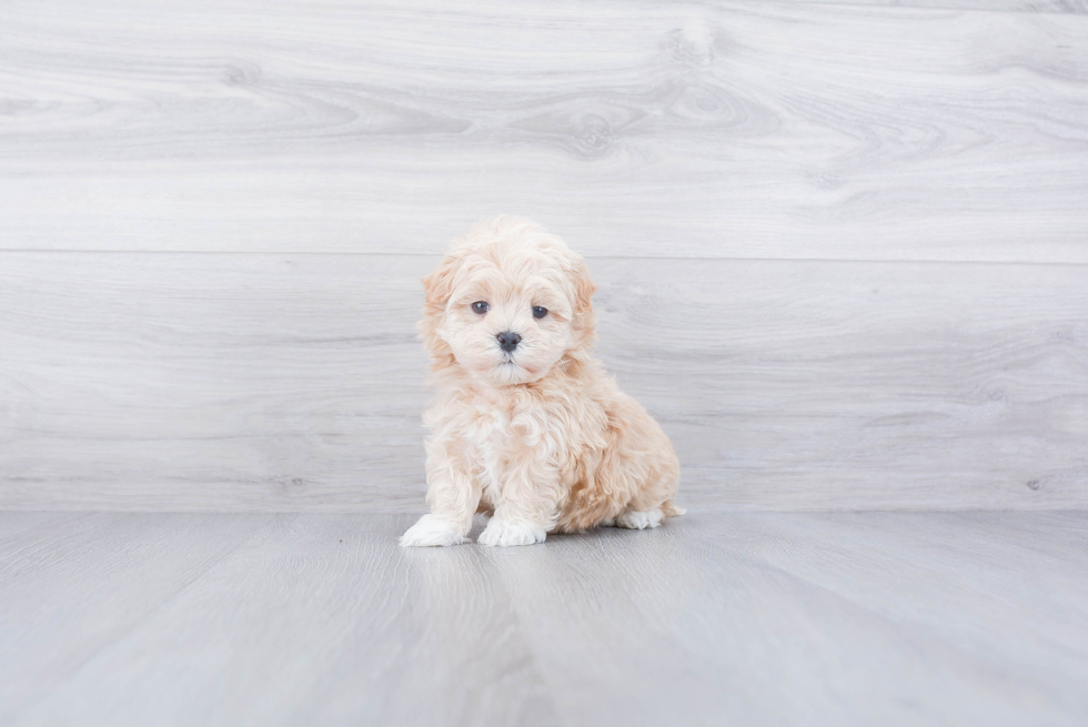 Maltipoo Puppy for Adoption