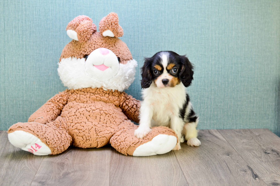 Adorable Cavalier King Charles Spaniel Purebred Puppy