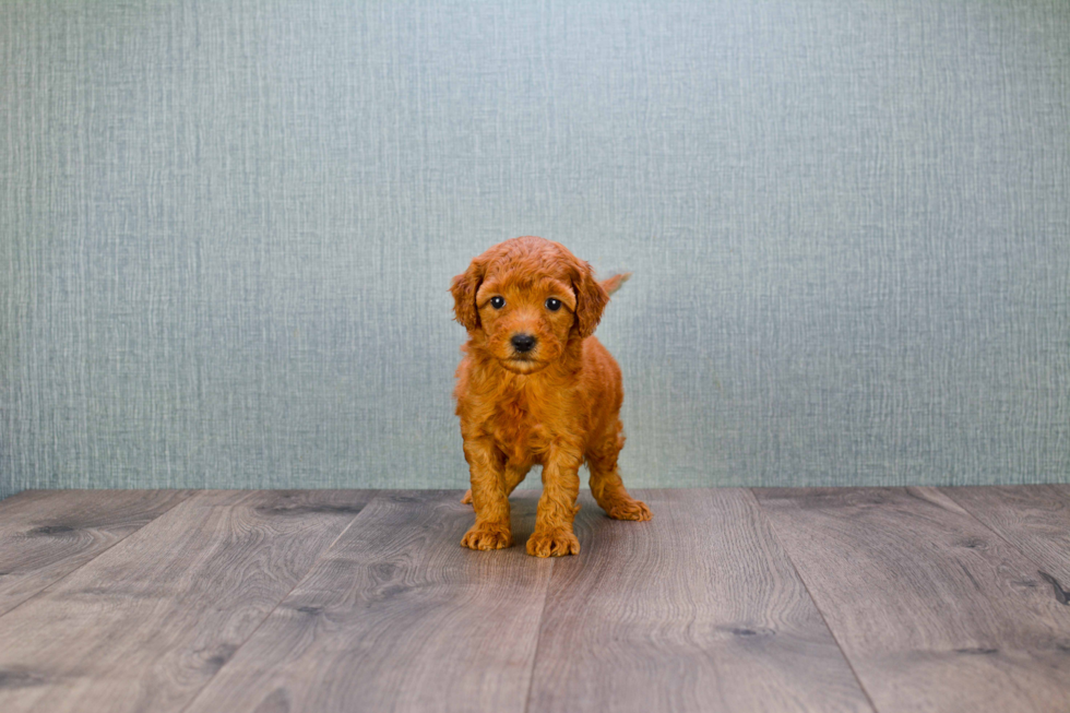 Popular Mini Goldendoodle Poodle Mix Pup